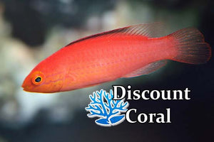 Ruby Finned Fairy Wrasse Female