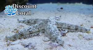 Sand Sifting Sea Star