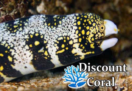 Snowflake Moray Eel