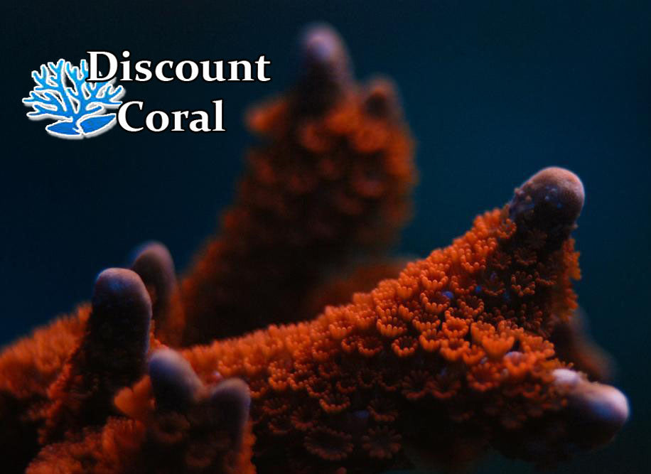 Superman Montipora Digitata