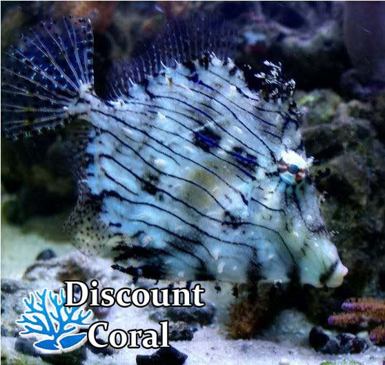 Tassle Filefish