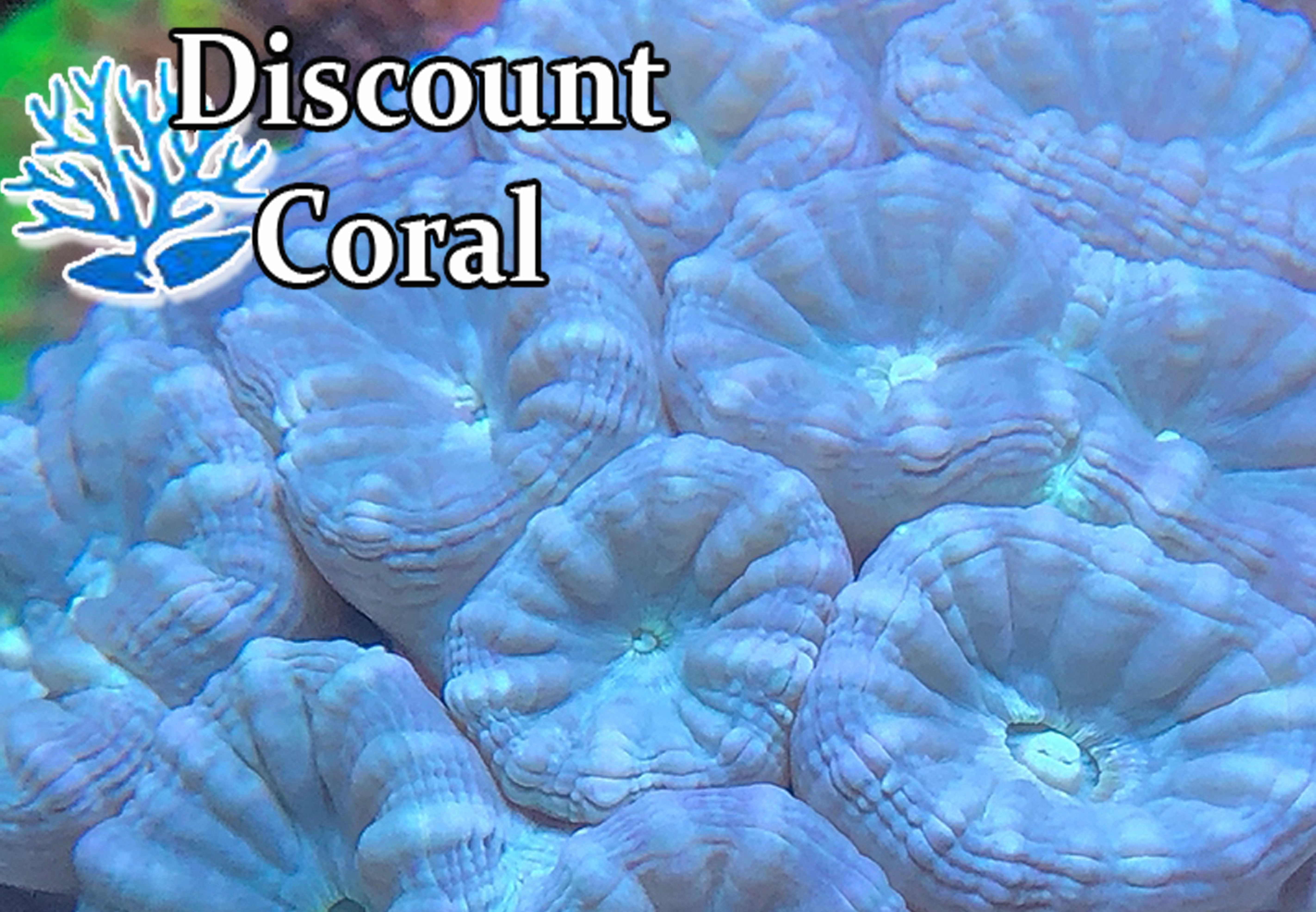 Teal Blue Trumpet Coral
