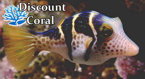 Valentini Puffer Fish