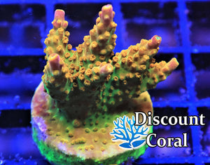 Valhalla Acropora