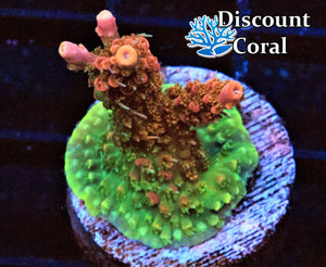 Voodoo Majick Acropora