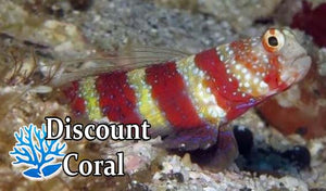 Wheelers Bumblebee Goby