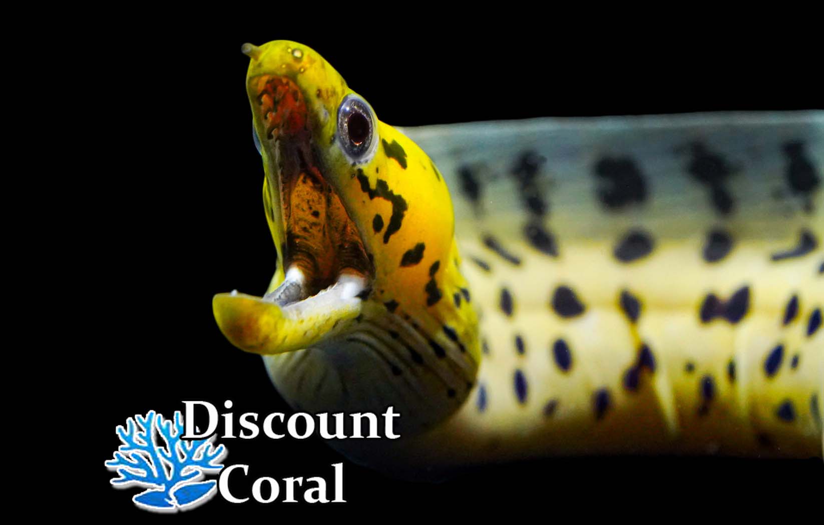 Yellow-Head Moray Eel