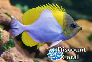 Pyramid Butterflyfish