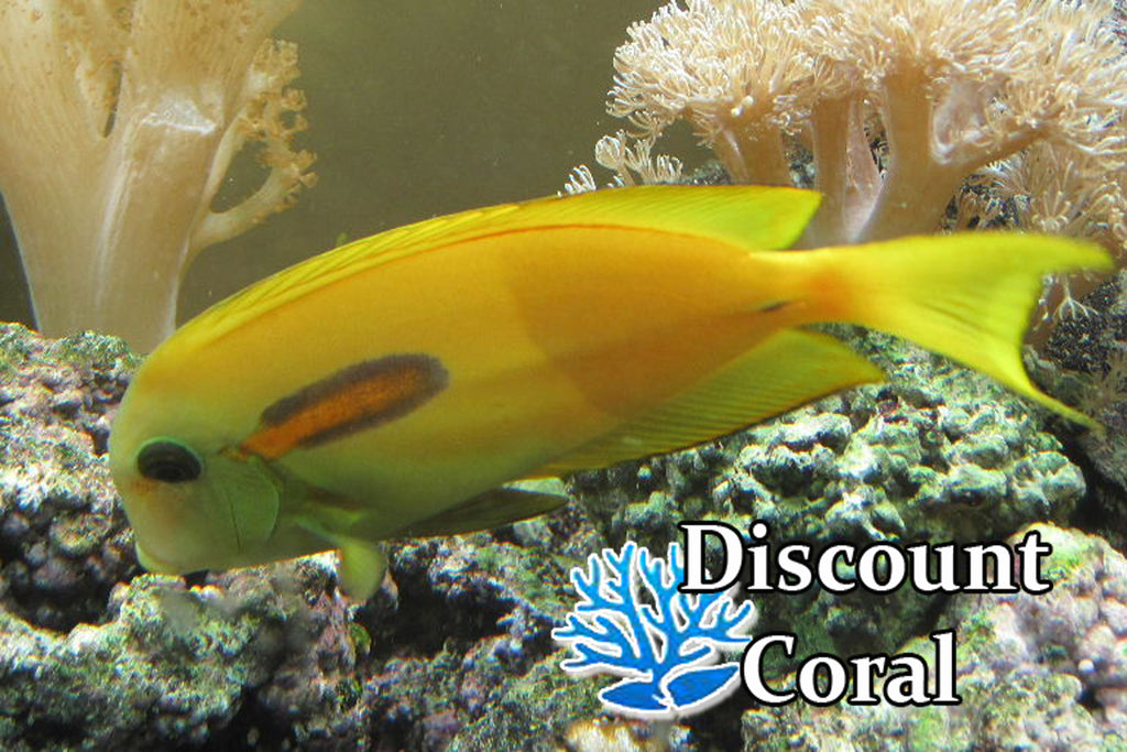 orange shoulder tang