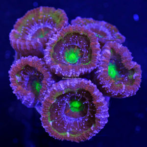 Watermelon Acan Lord Frag