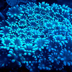 Alveopora Coral Frags