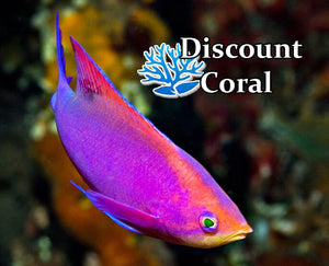 Purple Queen Anthias Fish - Female