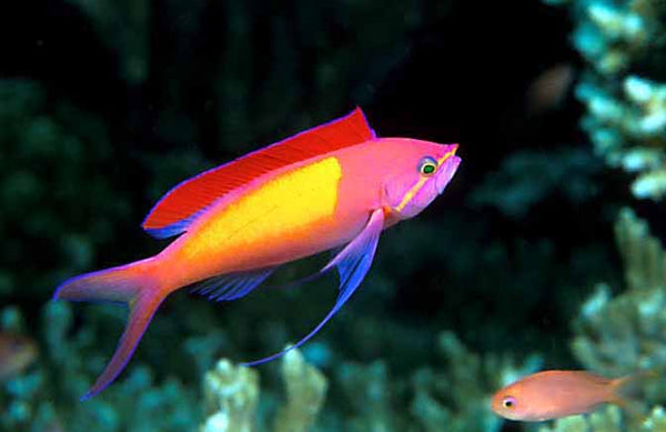 Dispar Anthias Fish for Sale Madder Seaperch Anthias Fish Care discountcoral