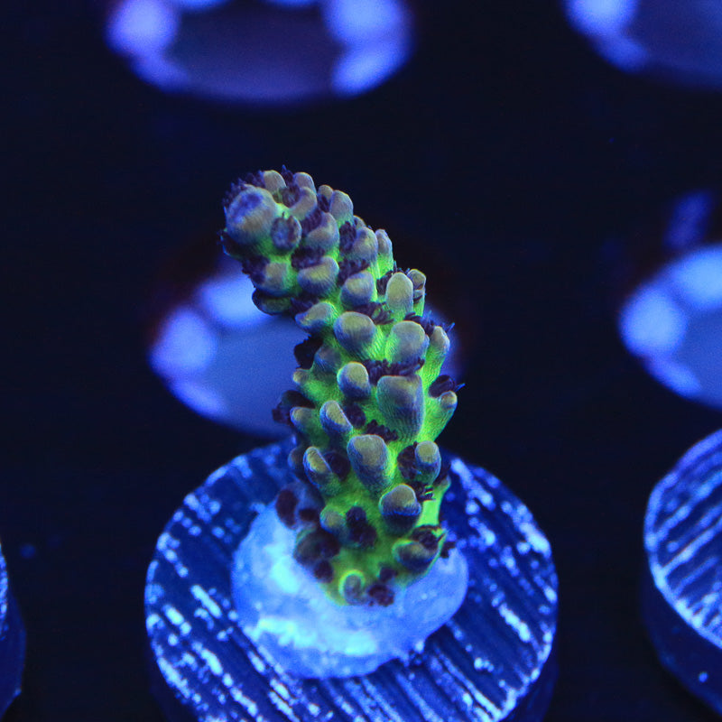 Aqua Delight Acropora