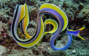 Ribbon Eels for Sale