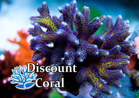 Bird of Paradise Birdsnest - BOP Birdsnest Frags - Discount Coral SPS