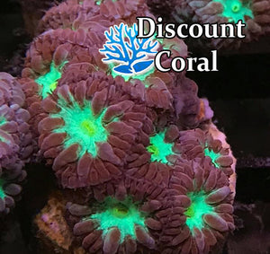 Blastomussa Merletti