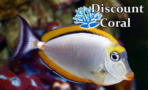 Blonde Naso Tang
