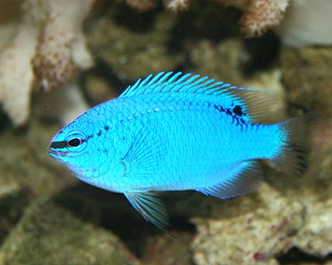 Blue Damsel Fish for Sale