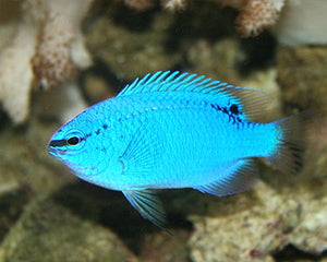 Blue Damsel Fish for Sale