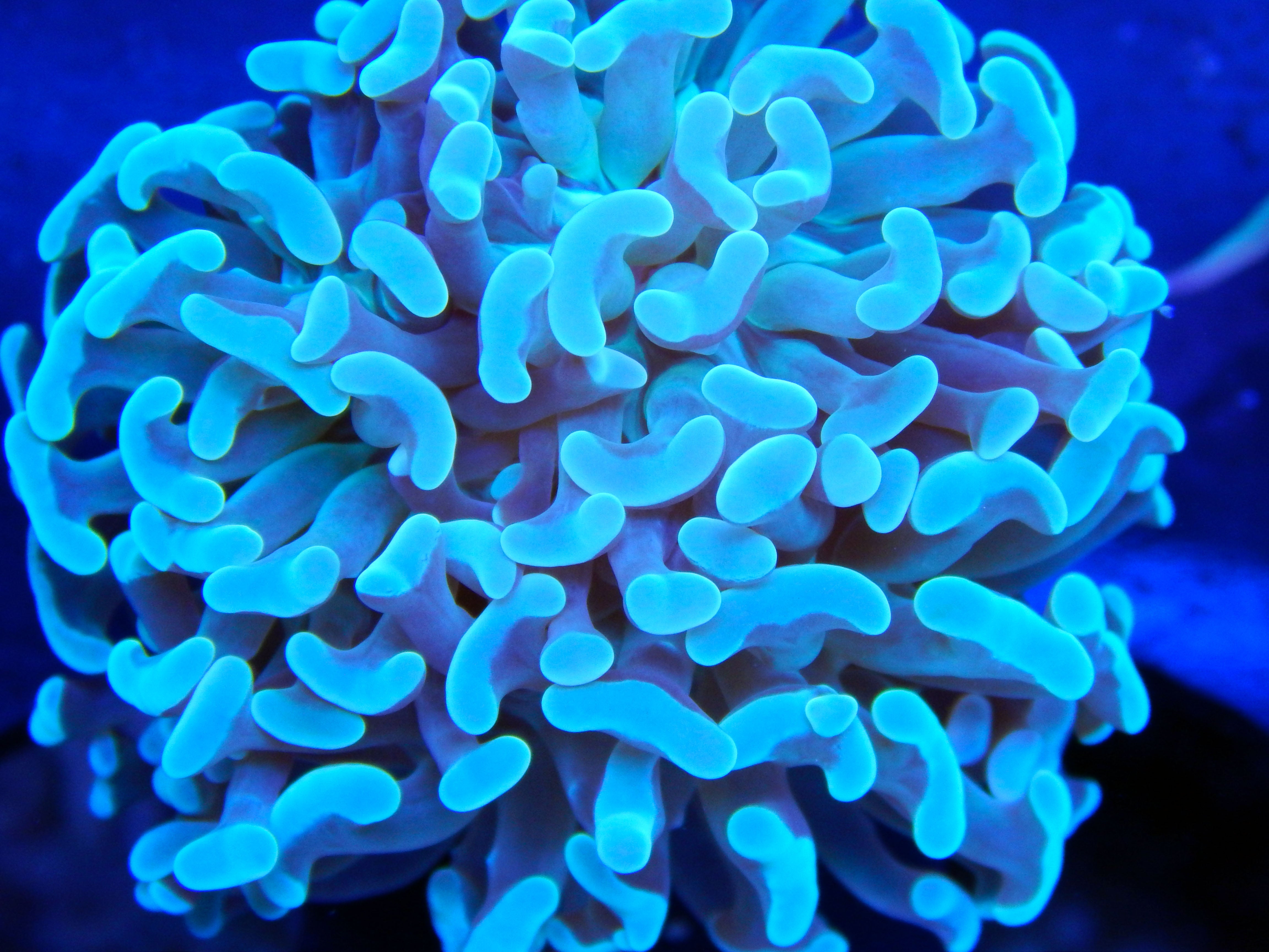 Blue Hammer Coral Frag for Sale