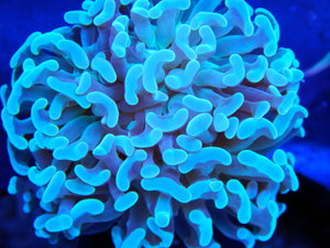 Blue Hammer Coral Frag for Sale