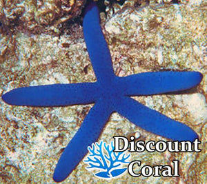 Blue Linckia Starfish