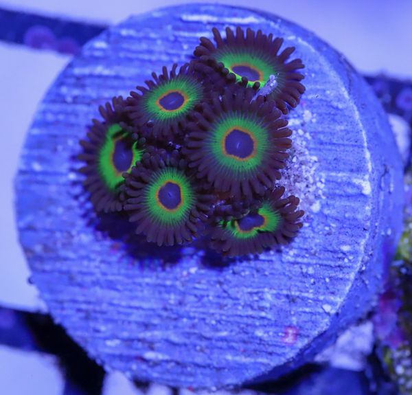 Bob Marley Zoanthids