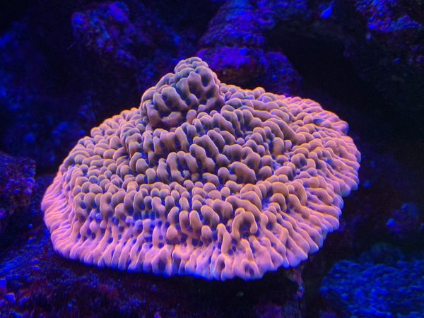 Brain Freeze Montipora Frags