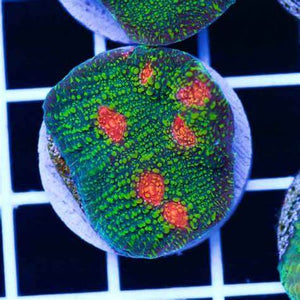 Bubble Gum Monster Chalice Coral