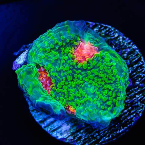 Bubble Gum Monster Chalice Coral
