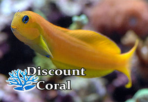 Canary Blenny