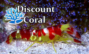 Candy Stripe Pistol Shrimp