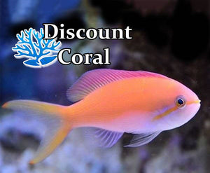 Carberry Anthias Fish Female