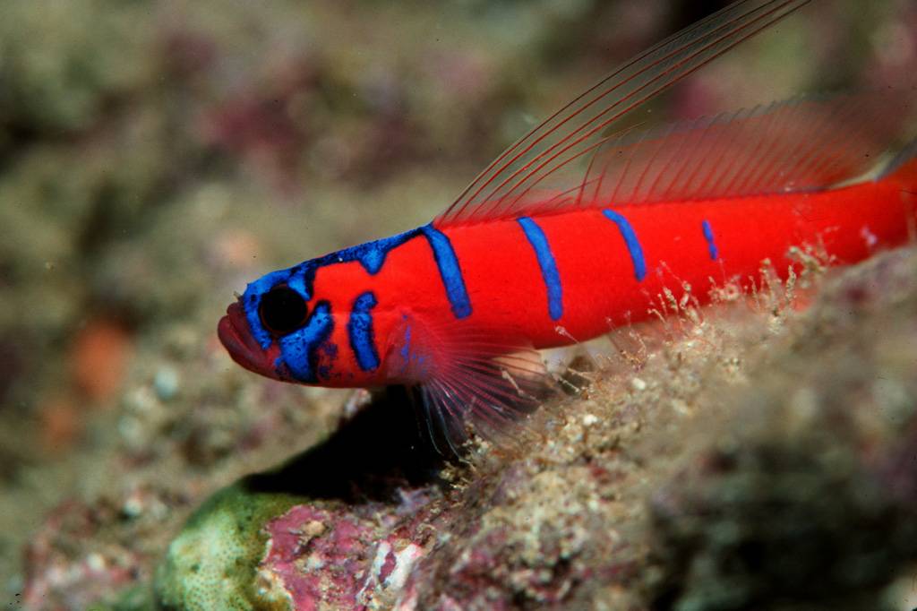 Catalina Goby for Sale