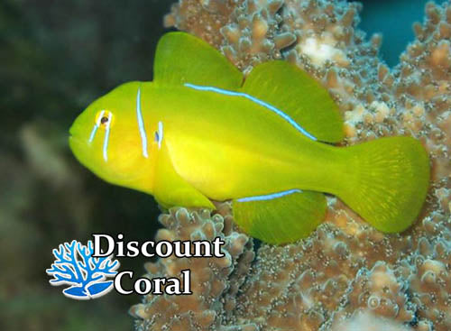 Citron Clown Goby
