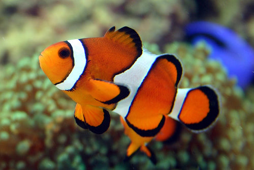 Clown fish for sale