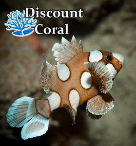 Harlequin Sweetlips Clown