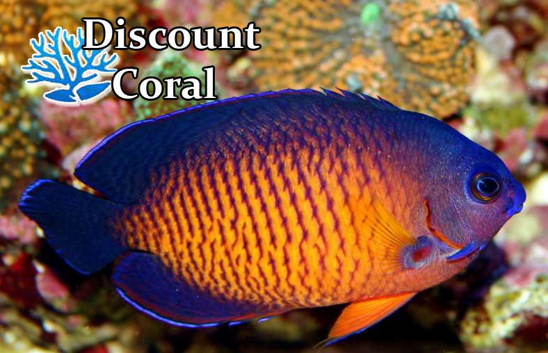 Coral Beauty Angelfish