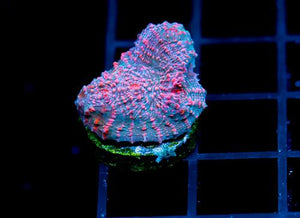 Cotton Candy Coral Frags