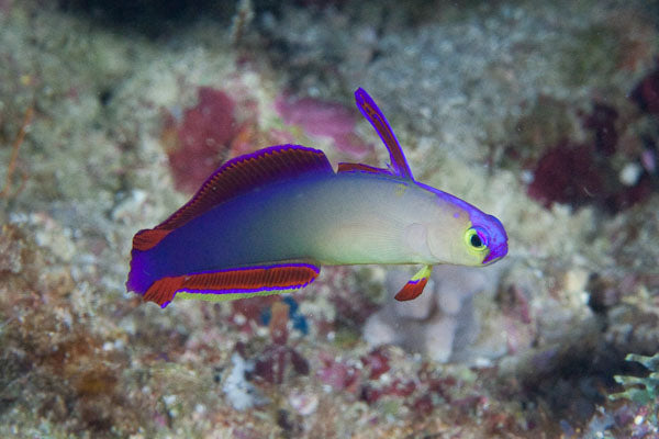 Purple Dartfish for Sale