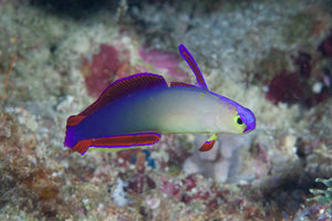 Purple Dartfish for Sale