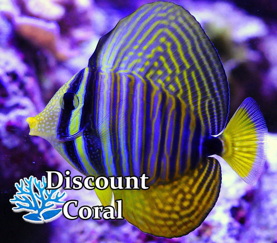 Desjardins Sailfin Tang