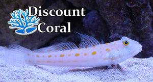 Diamond Watchman Goby