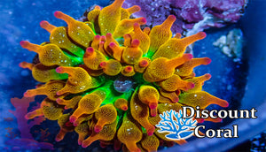 Rainbow Bubble Tip Anemone for Sale