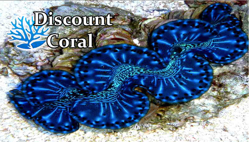 Maxima Clams for Sale