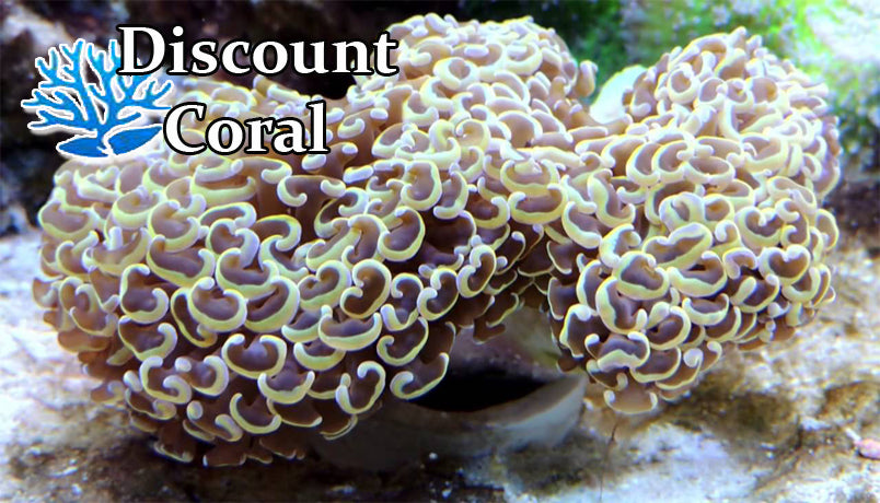 Euphyllia Hammer Coral for Sale