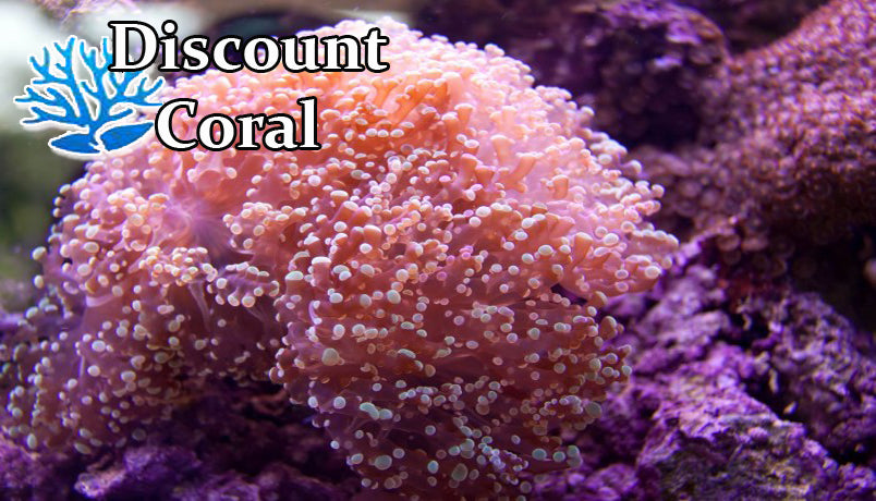 Euphyllia FrogSpawn Coral for Sale