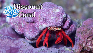 Scarlet Red Hermit Crabs for Sale