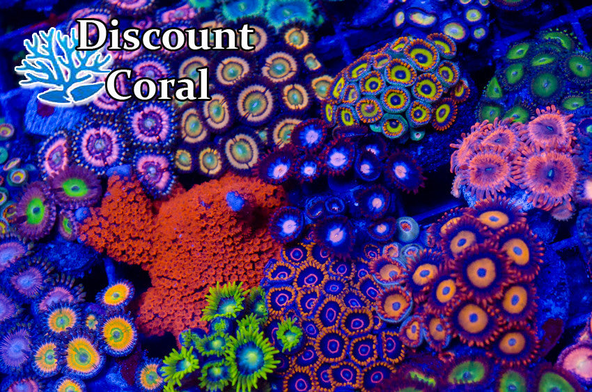 Zoanthid Coral Frags